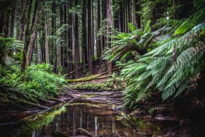 californian redwoods heytesbury house Cobden